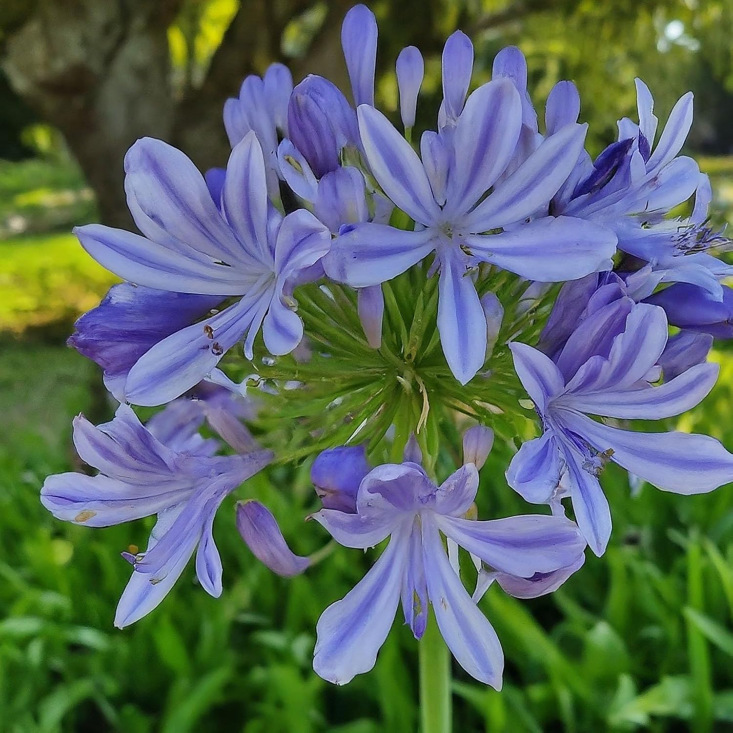 CZ Grain Lily of the Nile seeds border garden display for color and height