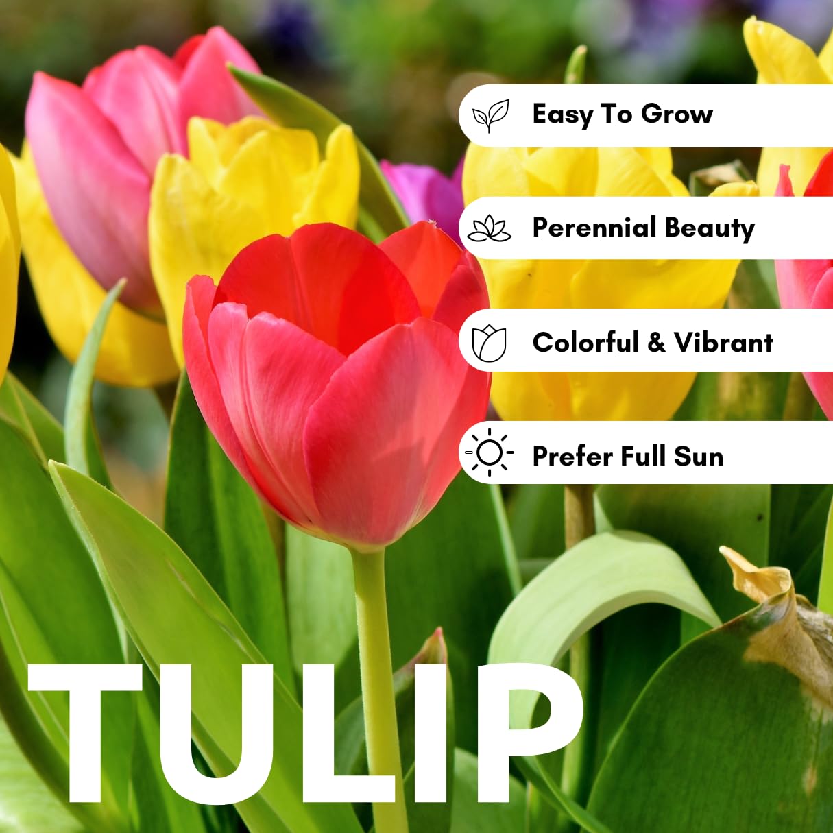 CZ Grain border tulips in mixed colors brighten garden edges.