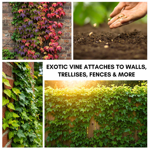 Boston Ivy growing on a pergola providing natural shade and foliage.