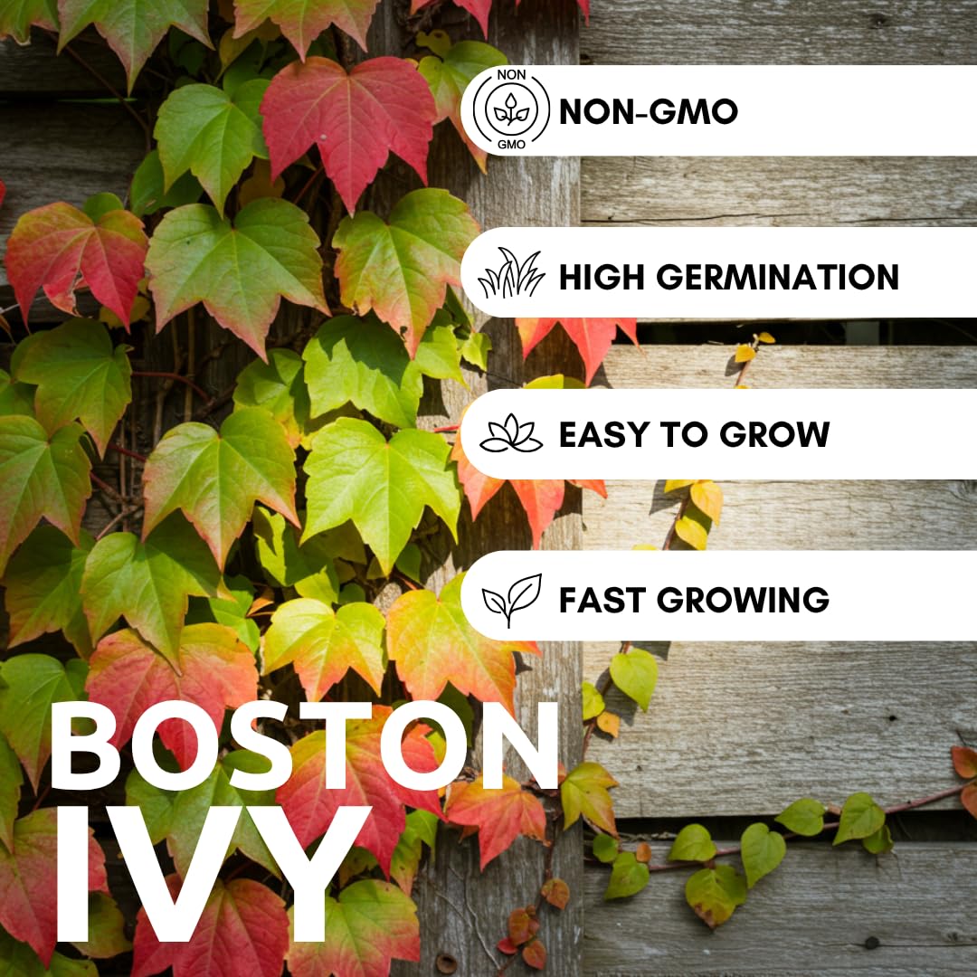Boston Ivy vines climbing a fence to create lush privacy.