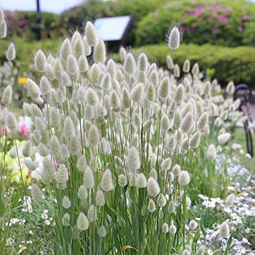 CZ Grain Bunny Tails seeds pack for vibrant garden plumes and dried arrangements.