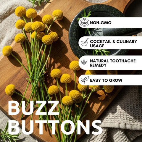 CZ Grain Buzz Button Seeds in hand, ideal for beginner gardeners