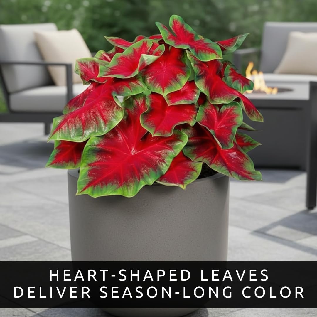 CZ Grain Caladiums brighten patios with tropical color in containers
