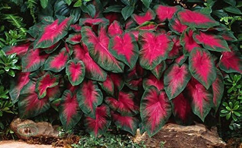 CZ Grain Caladium Buck six bulbs ready for shade garden planting.