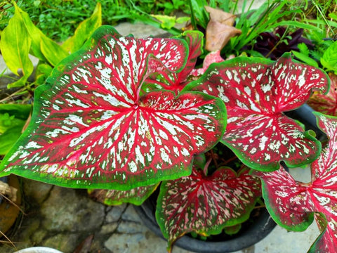 CZ Grain Caladium bulbs Fancy variety ready for warm soil and container planting
