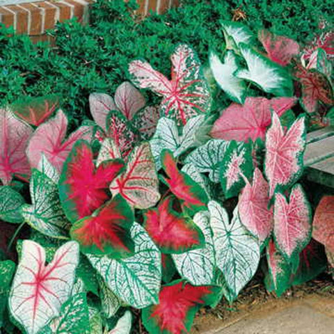 CZ Grain Caladium Bulbs Fancy Mix close-up leaves for vibrant shade garden color