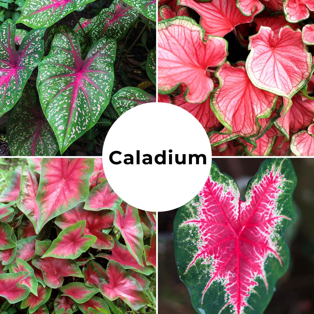 CZ Grain Caladium Bulbs Fancy Mix colorful foliage brightens garden beds in partial shade