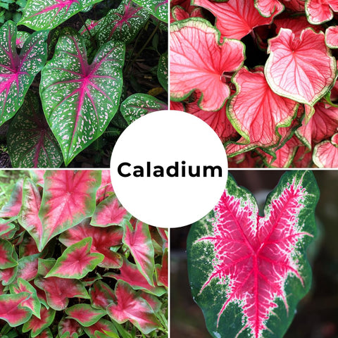 CZ Grain Caladium Bulbs Fancy Mix colorful foliage brightens garden beds in partial shade