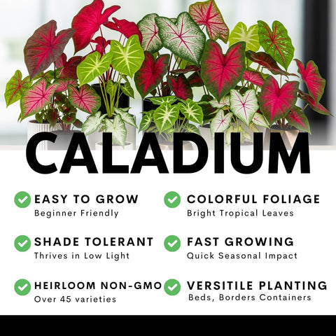 CZ Grain Caladium Bulbs Fancy Mix lush leaves brighten indoor arrangements