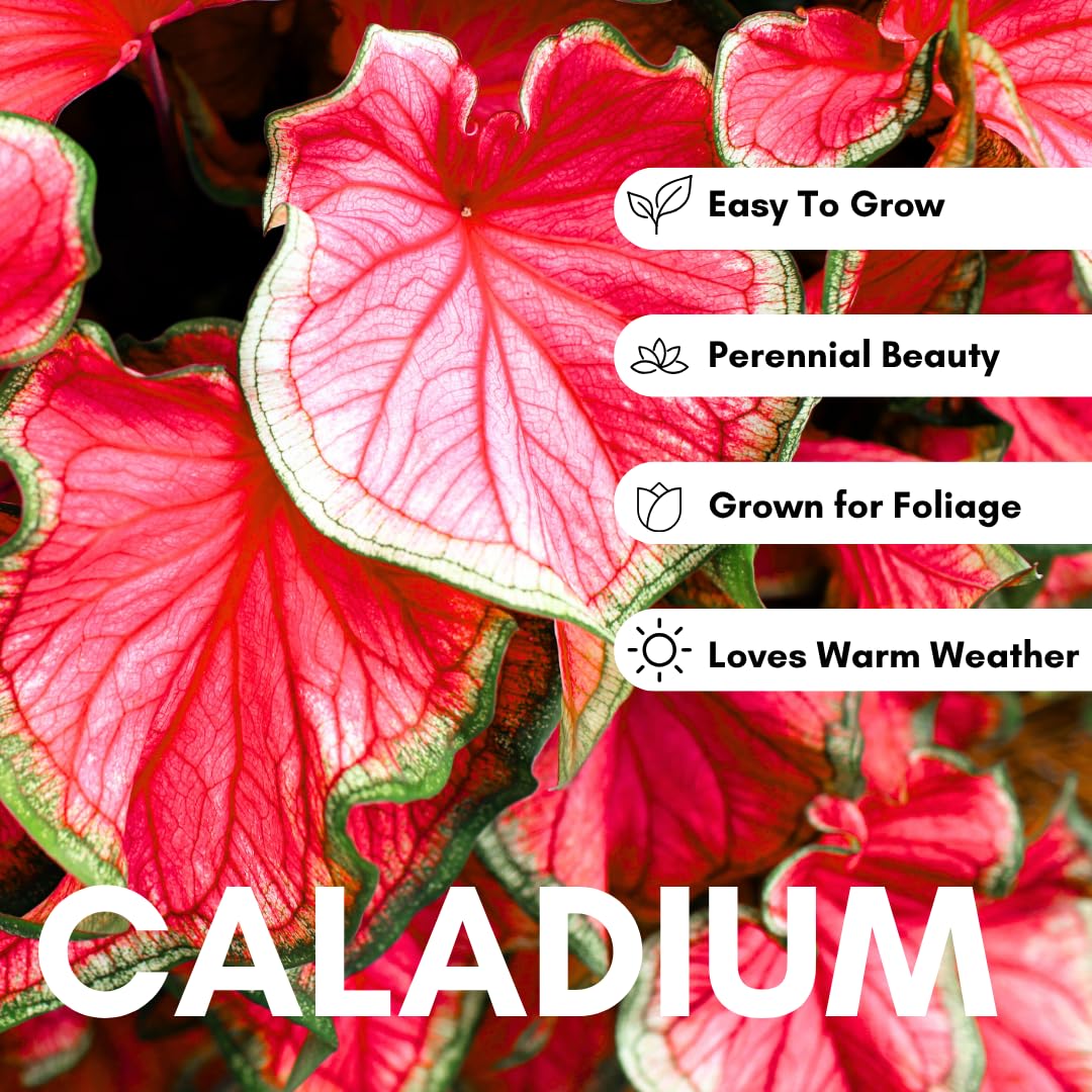 CZ Grain caladium heart-shaped leaves close-up showing vibrant colors.