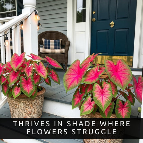 CZ Grain Caladium in container brings tropical color to patios.