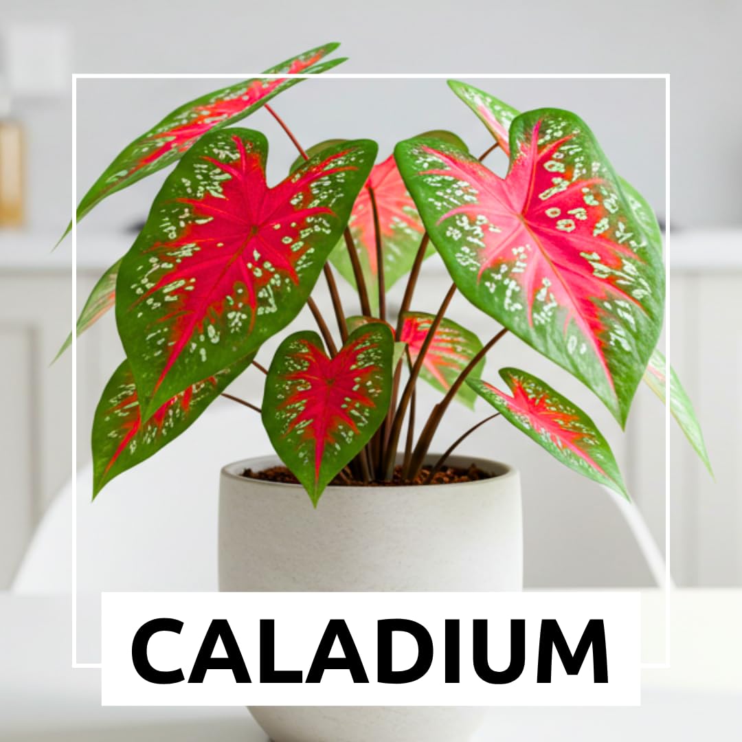 CZ Grain caladium planted in container for patio color.