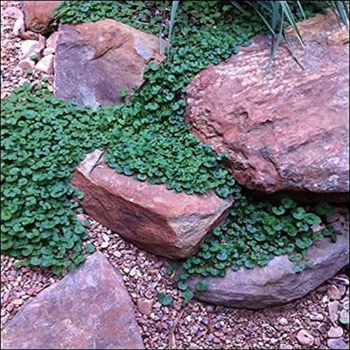 CZ Grain carpet vine seeds pack with dichondra for quick ground cover.