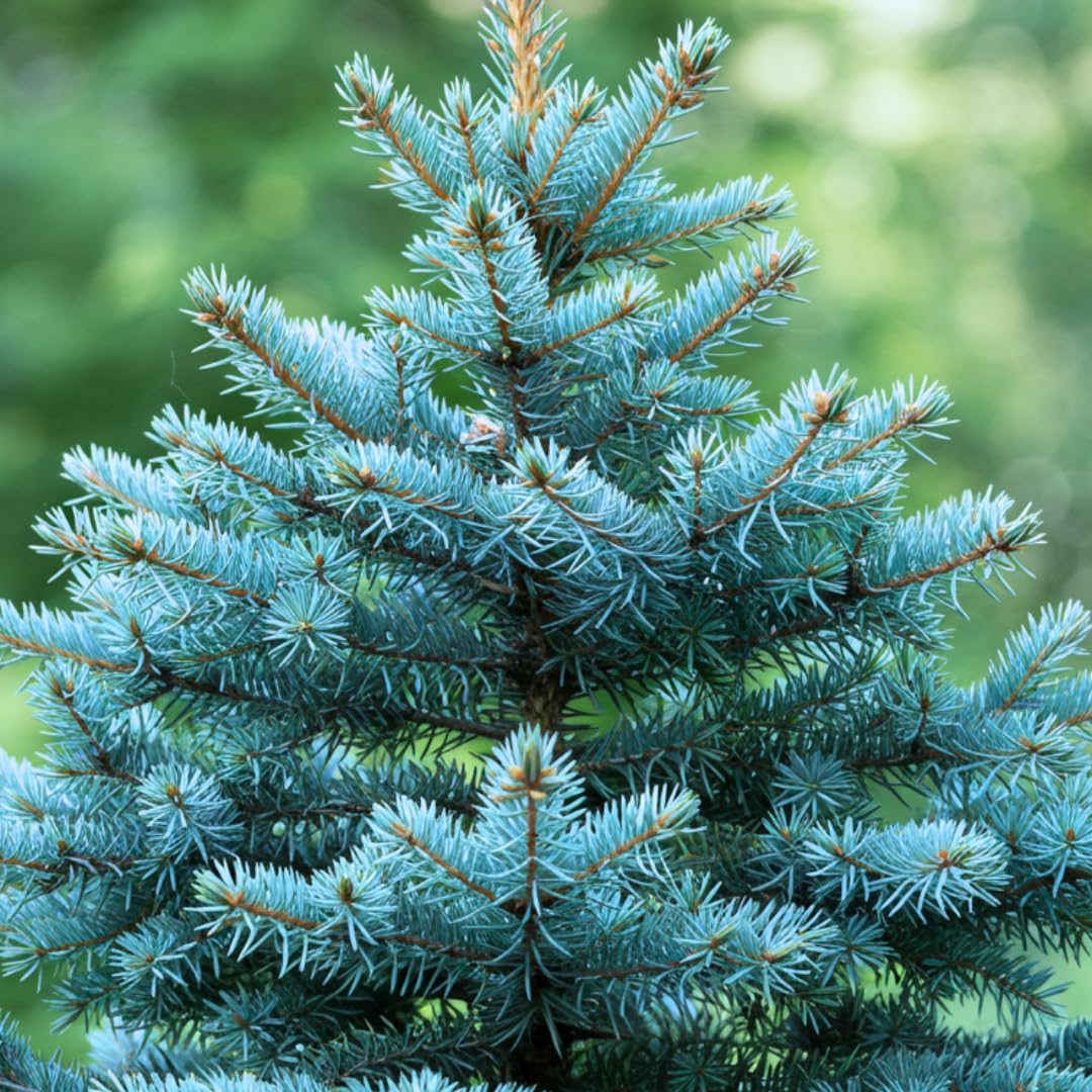 CZ Grain Colorado Blue Spruce seeds in packaging ready for easy spring planting.