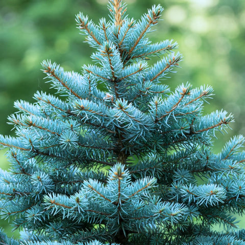 CZ Grain Colorado Blue Spruce seeds in packaging ready for easy spring planting.