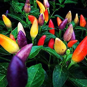 CZ Grain colorful peppers turning purple to red, ideal for bright container displays.