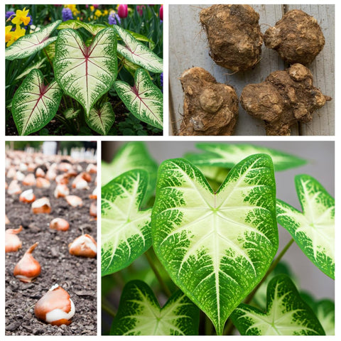 Caladiums in a decorative container by CZ Grain for garden display