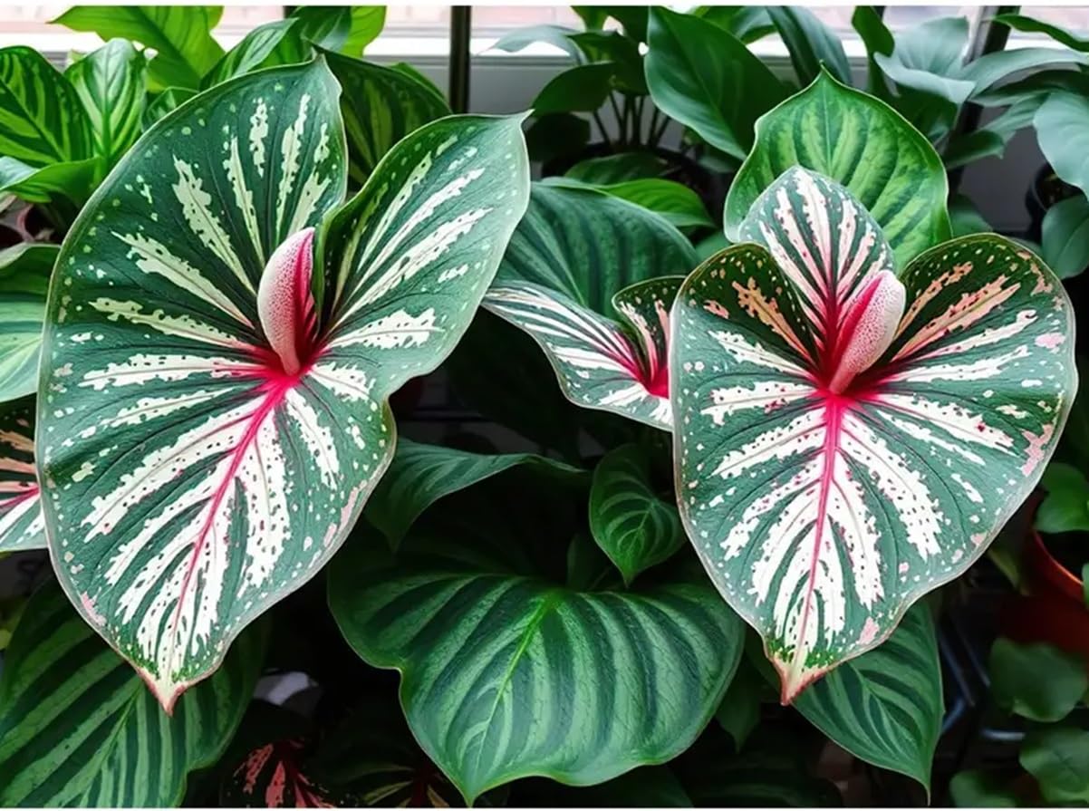 CZ Grain Constellation Caladiums fancy six-pack ready for planting in containers or beds