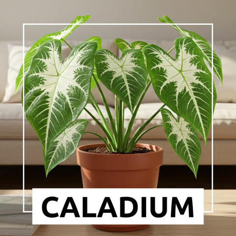Close-up of CZ Grain Constellation Caladium foliage with vibrant pink and green veins