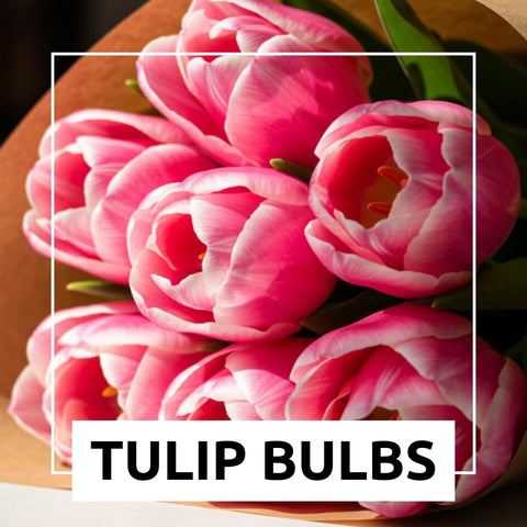 Tulips in a container provide bright balcony color.