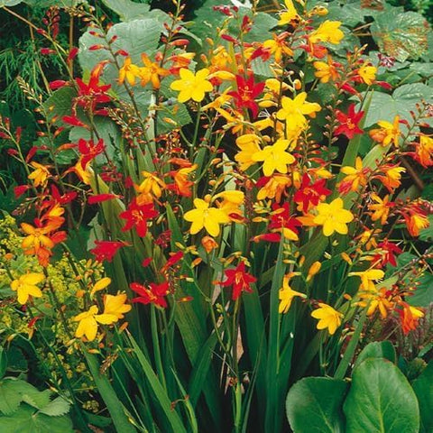 CZ Grain Crocosmia blooms close-up highlighting vibrant colors for containers.