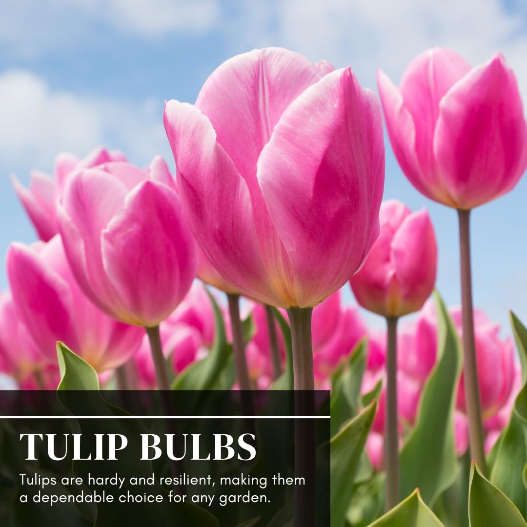 CZ Grain cut-flower tulips offer sturdy stems for arrangements.