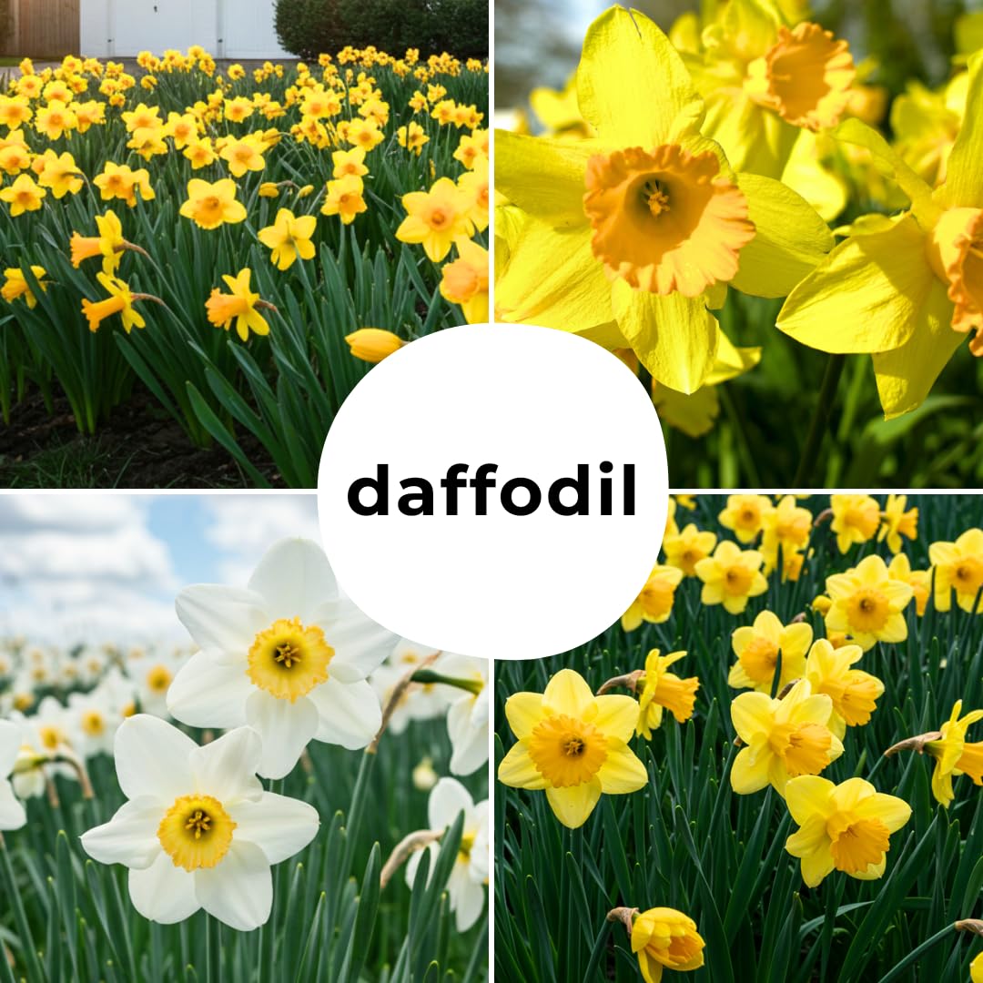 CZ Grain daffodil bulbs perennial display returning year after year.