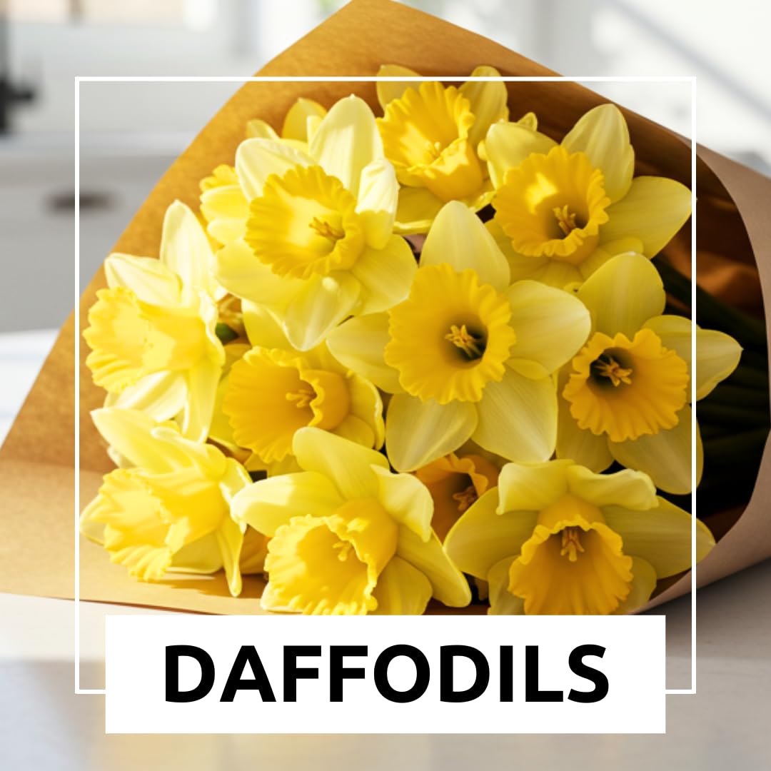CZ Grain large daffodil bulbs size 12-14 cm for bold blooms.
