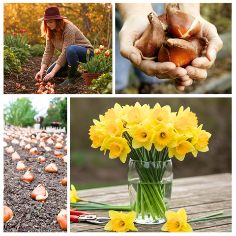 CZ Grain daffodil bulbs along walkway creating bright edging.