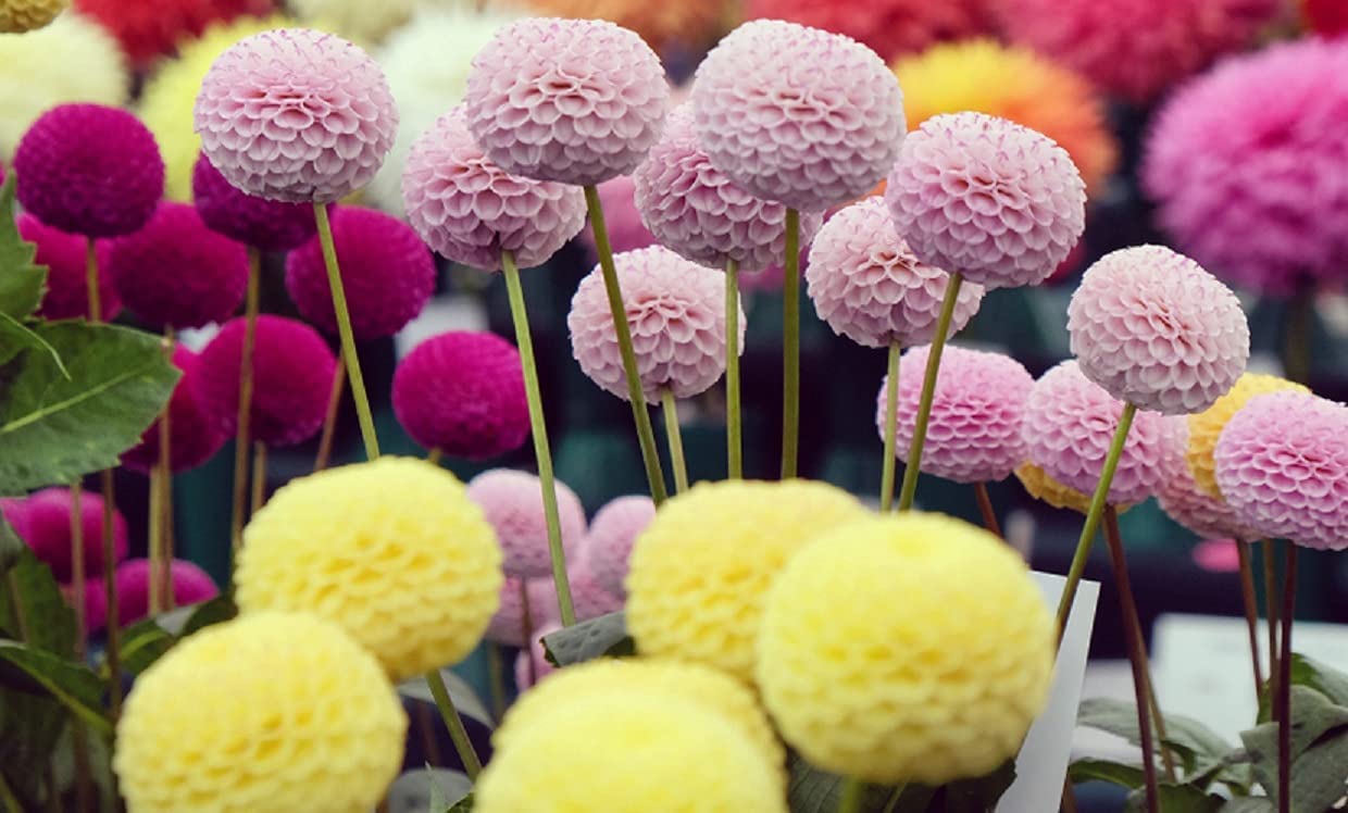 CZ Grain Dahlia Pom Pom seeds with 100+ count for abundant flowering.