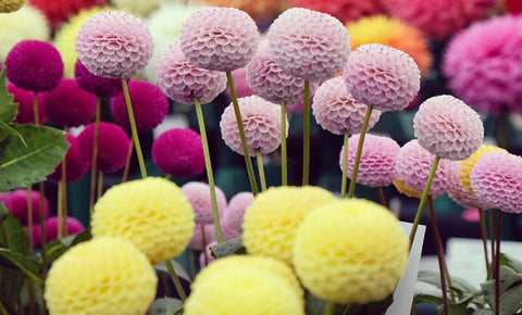 CZ Grain Dahlia Pom Pom seeds with 100+ count for abundant flowering.