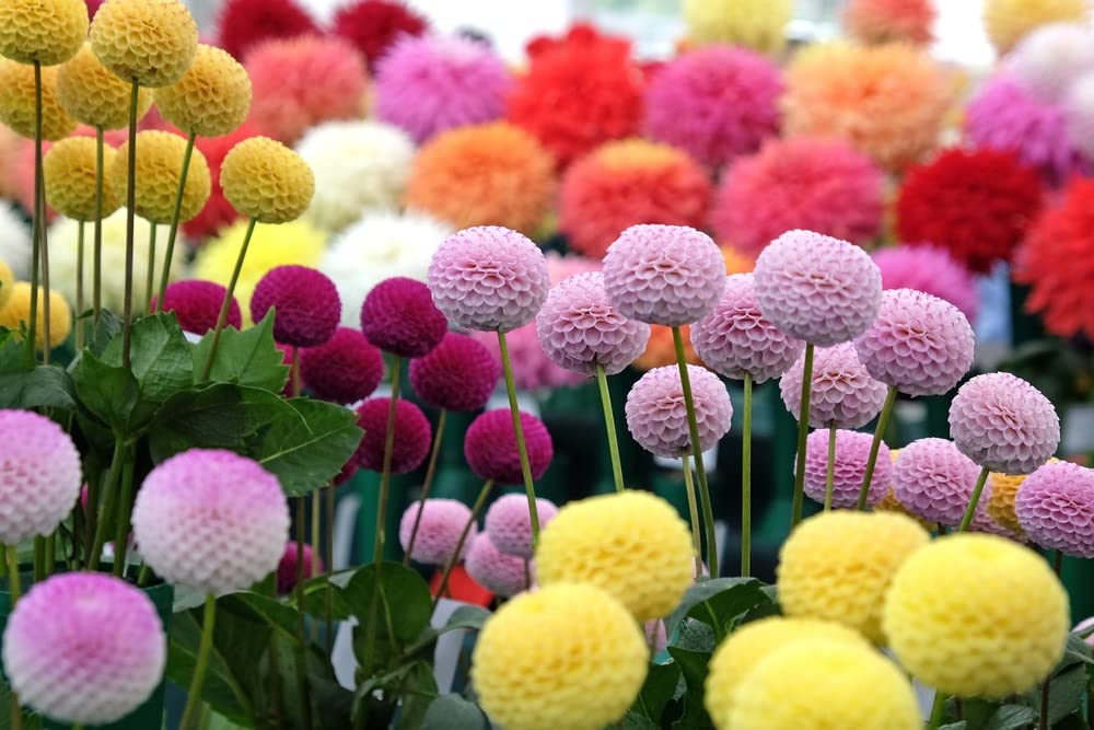 CZ Grain Dahlia Pom Pom seeds in mixed colors for vibrant year-round garden blooms.
