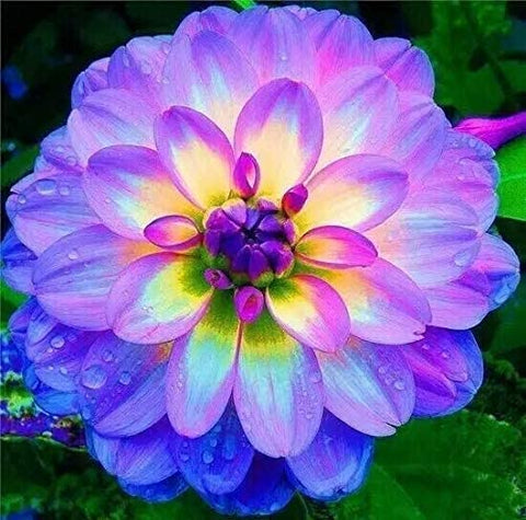 CZ Grain dahlia blooms collection, multiple hues ready for borders and arrangements.