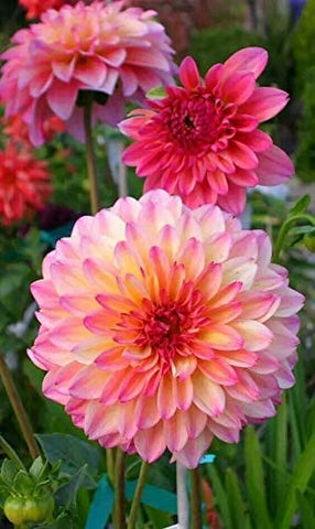 CZ Grain dahlia seeds germination close-up, tiny sprouts emerging in fertile soil.