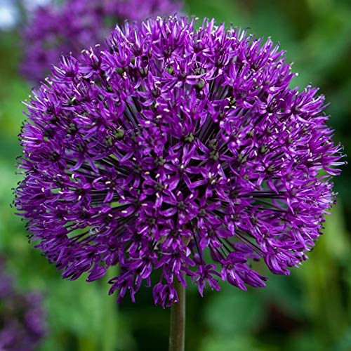 CZ Grain dark purple allium bulbs pack for reliable spring color and easy care.