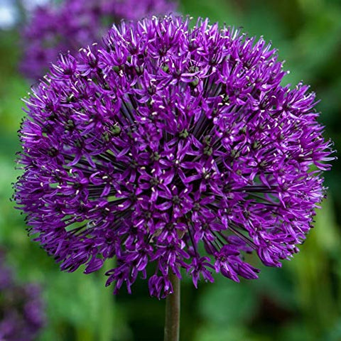 CZ Grain dark purple allium bulbs pack for reliable spring color and easy care.
