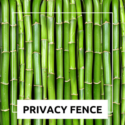 CZ Grain dark-stem bamboo adds bold contrast to borders and patios.
