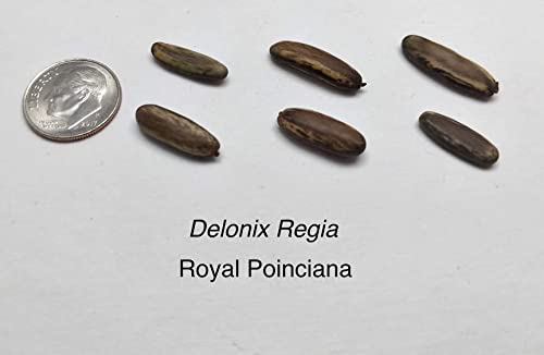 CZ Grain Delonix regia seed germination in warm soil supports healthy seedlings.