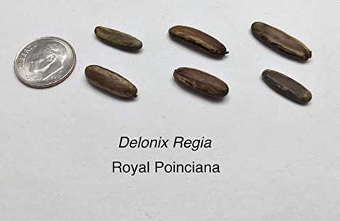CZ Grain Delonix regia seed germination in warm soil supports healthy seedlings.