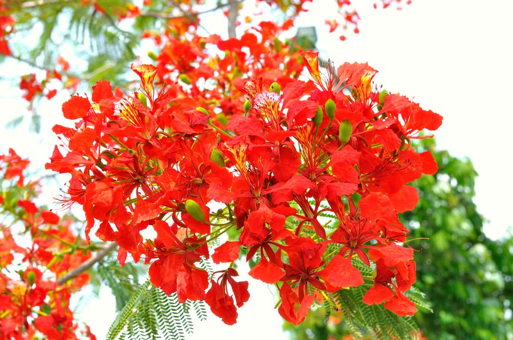 CZ Grain Delonix regia seed closeup shows texture ideal for informed germination.