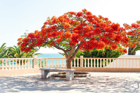 CZ Grain Delonix regia seed pack ready for sowing to create vibrant landscape color.