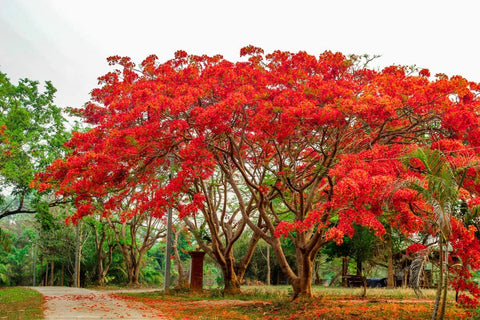 CZ Grain Delonix regia seedling in pot for a patio-ready tropical accent.