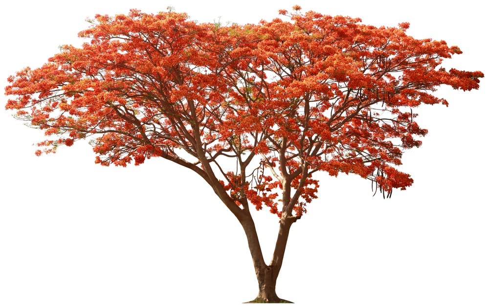 CZ Grain Delonix regia mature canopy offers shade and visual impact.