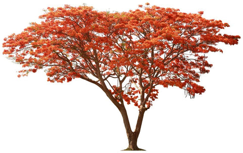 CZ Grain Delonix regia mature canopy offers shade and visual impact.