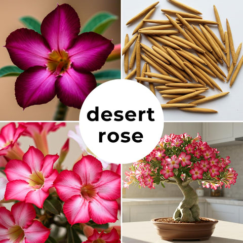 CZ Grain Desert Rose bonsai-ready seedling example