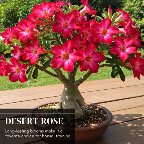 CZ Grain Desert Rose thriving as an indoor houseplant