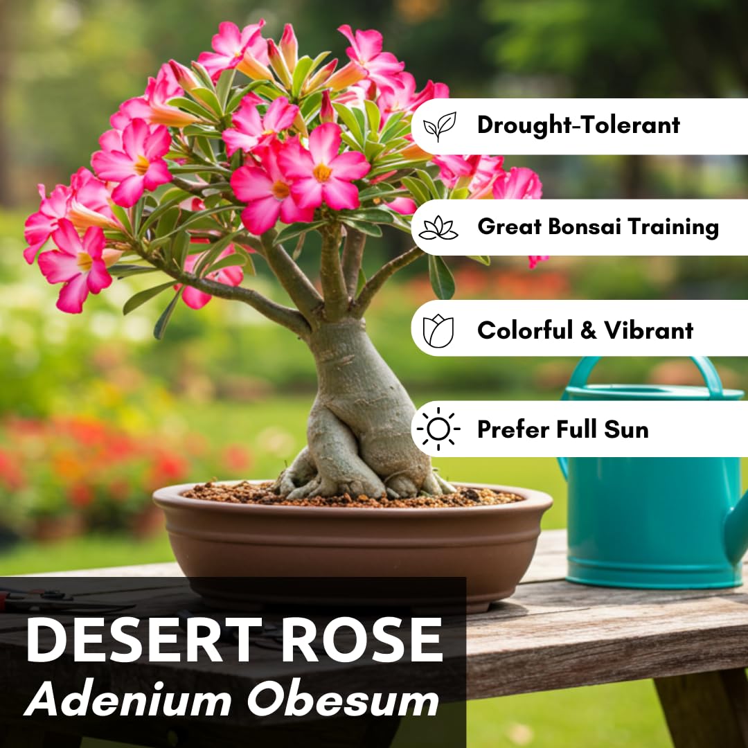 CZ Grain Desert Rose seeds germination close-up showing easy start