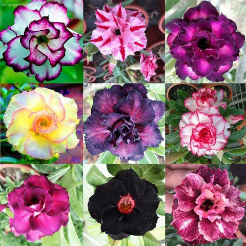 CZ Grain Desert Rose seeds in mixed colors ready for planting and easy germination.