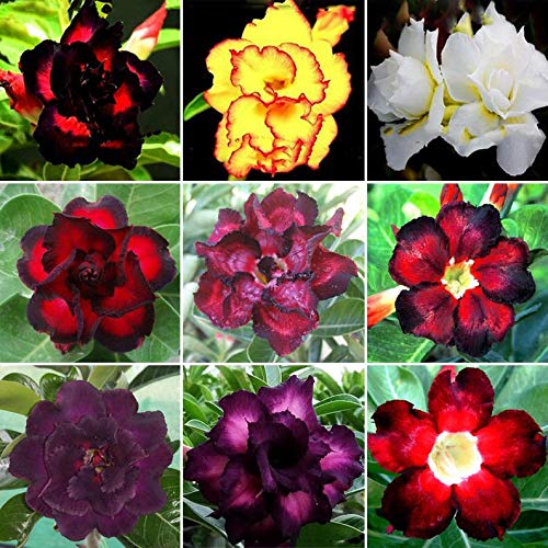 CZ Grain Desert Rose seeds mixed color packet ready to plant for beginners