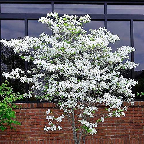 CZ Grain dogwood tree seeds bloom preview for seasonal yard color.